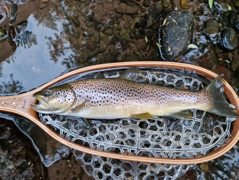 Chainbridge trout - BG from Exeter